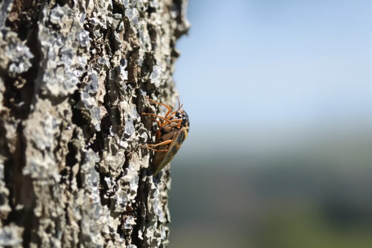 Cigarra adulta sobre corteza de árbol en bosque asiático, especie amenazada por sobreexplotación.