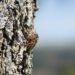 Cigarra adulta sobre corteza de árbol en bosque asiático, especie amenazada por sobreexplotación.