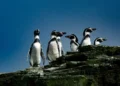 El pingüino de Humboldt enfrenta extinción por El Niño y gripe aviar en Perú
