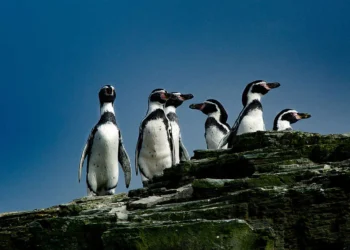 El pingüino de Humboldt enfrenta extinción por El Niño y gripe aviar en Perú