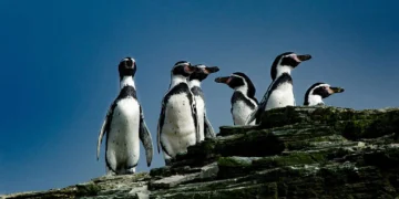 El pingüino de Humboldt enfrenta extinción por El Niño y gripe aviar en Perú