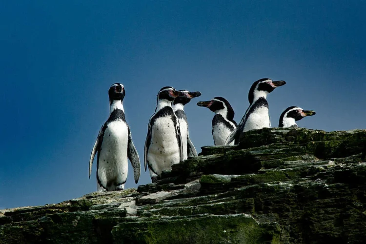 El pingüino de Humboldt enfrenta extinción por El Niño y gripe aviar en Perú