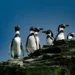 El pingüino de Humboldt enfrenta extinción por El Niño y gripe aviar en Perú