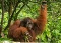 Orangután de Sumatra en el dosel de un bosque tropical, una especie en peligro crítico de extinción en Indonesia.