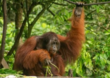 Orangután de Sumatra en el dosel de un bosque tropical, una especie en peligro crítico de extinción en Indonesia.
