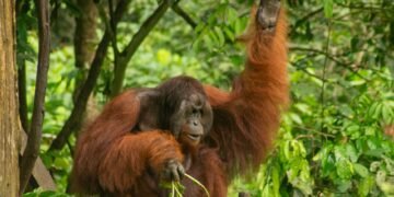 Orangután de Sumatra en el dosel de un bosque tropical, una especie en peligro crítico de extinción en Indonesia.