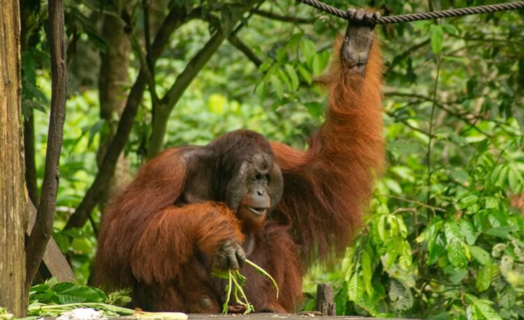 Orangután de Sumatra en el dosel de un bosque tropical, una especie en peligro crítico de extinción en Indonesia.