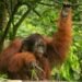 Orangután de Sumatra en el dosel de un bosque tropical, una especie en peligro crítico de extinción en Indonesia.
