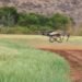 Dron agrícola sobrevolando un campo de cultivos en plena operación de fumigación.