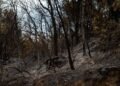 Columna de humo sobre bosque tropical amazónico afectado por incendios forestales en Bolivia.