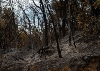 Columna de humo sobre bosque tropical amazónico afectado por incendios forestales en Bolivia.
