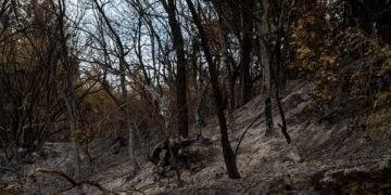 Columna de humo sobre bosque tropical amazónico afectado por incendios forestales en Bolivia.