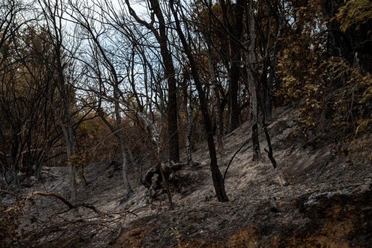 Columna de humo sobre bosque tropical amazónico afectado por incendios forestales en Bolivia.