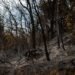 Columna de humo sobre bosque tropical amazónico afectado por incendios forestales en Bolivia.