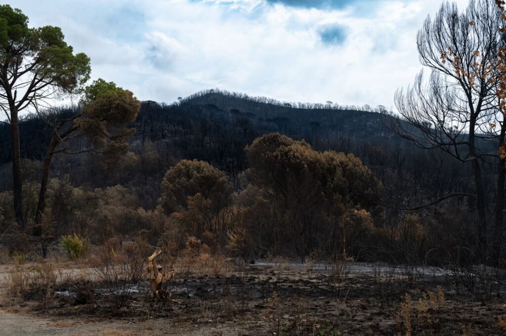 Columnas de humo sobre el bosque en llamas en la región de Gironda, Francia, durante los incendios forestales de 2026.