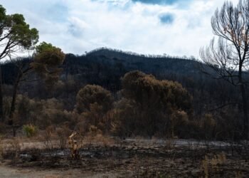 Columnas de humo sobre el bosque en llamas en la región de Gironda, Francia, durante los incendios forestales de 2026.