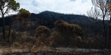 Columnas de humo sobre el bosque en llamas en la región de Gironda, Francia, durante los incendios forestales de 2026.