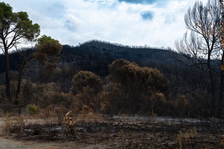 Columnas de humo sobre el bosque en llamas en la región de Gironda, Francia, durante los incendios forestales de 2026.