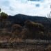 Columnas de humo sobre el bosque en llamas en la región de Gironda, Francia, durante los incendios forestales de 2026.
