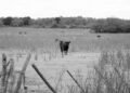 Área de confinamiento de ganado en el Amazonas brasileño, donde opera JBS