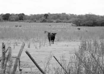 Área de confinamiento de ganado en el Amazonas brasileño, donde opera JBS
