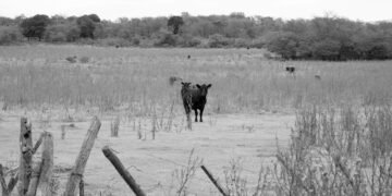 Área de confinamiento de ganado en el Amazonas brasileño, donde opera JBS