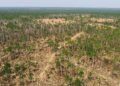 Vista aérea de un bosque con áreas deforestadas, representando la pérdida de biodiversidad global.
