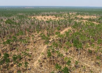 Vista aérea de un bosque con áreas deforestadas, representando la pérdida de biodiversidad global.