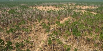 Vista aérea de un bosque con áreas deforestadas, representando la pérdida de biodiversidad global.