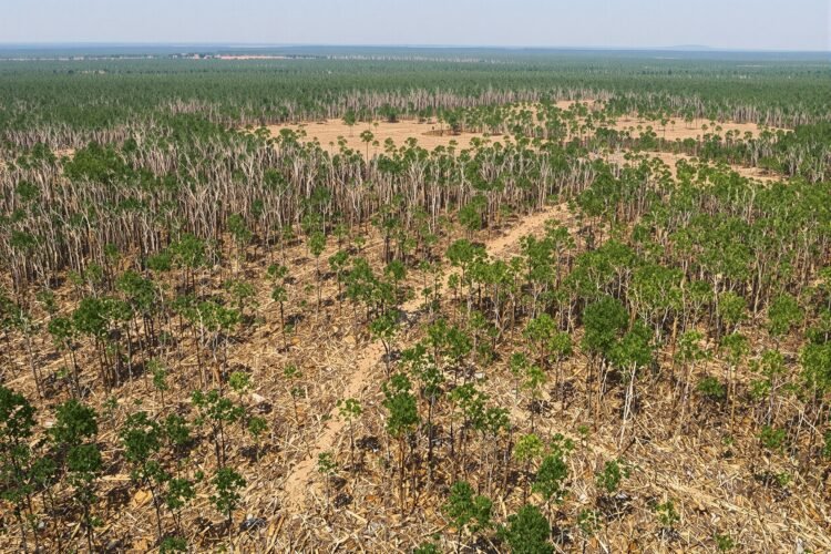 Vista aérea de un bosque con áreas deforestadas, representando la pérdida de biodiversidad global.