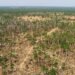 Vista aérea de un bosque con áreas deforestadas, representando la pérdida de biodiversidad global.