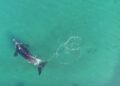 Avistaron dos ballenas francas australes frente a Mar del Plata: el video captado por un dron