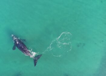 Avistaron dos ballenas francas australes frente a Mar del Plata: el video captado por un dron