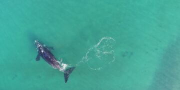 Avistaron dos ballenas francas australes frente a Mar del Plata: el video captado por un dron