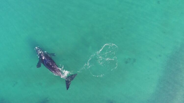 Avistaron dos ballenas francas australes frente a Mar del Plata: el video captado por un dron