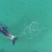 Avistaron dos ballenas francas australes frente a Mar del Plata: el video captado por un dron