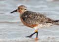 Aves migratorias: la red invisible que une al continente y define la inversión verde en las Américas