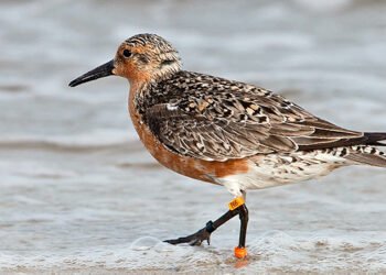 Aves migratorias: la red invisible que une al continente y define la inversión verde en las Américas