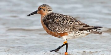 Aves migratorias: la red invisible que une al continente y define la inversión verde en las Américas