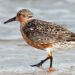 Aves migratorias: la red invisible que une al continente y define la inversión verde en las Américas