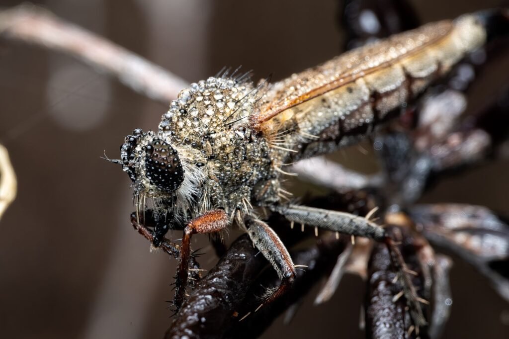 Mosquito vector posado sobre superficie con agua estancada, hábitat propicio para reproducción de especies transmisoras.