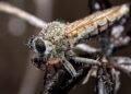 Mosquito vector posado sobre superficie con agua estancada, hábitat propicio para reproducción de especies transmisoras.