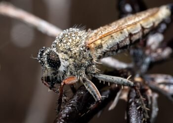 Mosquito vector posado sobre superficie con agua estancada, hábitat propicio para reproducción de especies transmisoras.