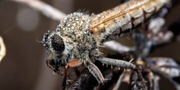Mosquito vector posado sobre superficie con agua estancada, hábitat propicio para reproducción de especies transmisoras.