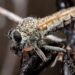 Mosquito vector posado sobre superficie con agua estancada, hábitat propicio para reproducción de especies transmisoras.
