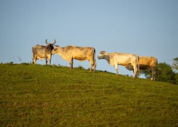 JBS abandona metas ambientales clave y retrocede en compromisos climáticos
