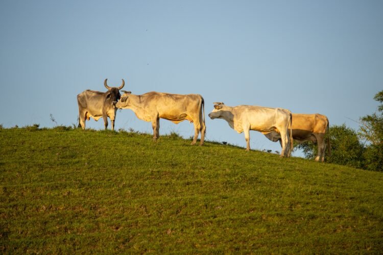 JBS abandona metas ambientales clave y retrocede en compromisos climáticos