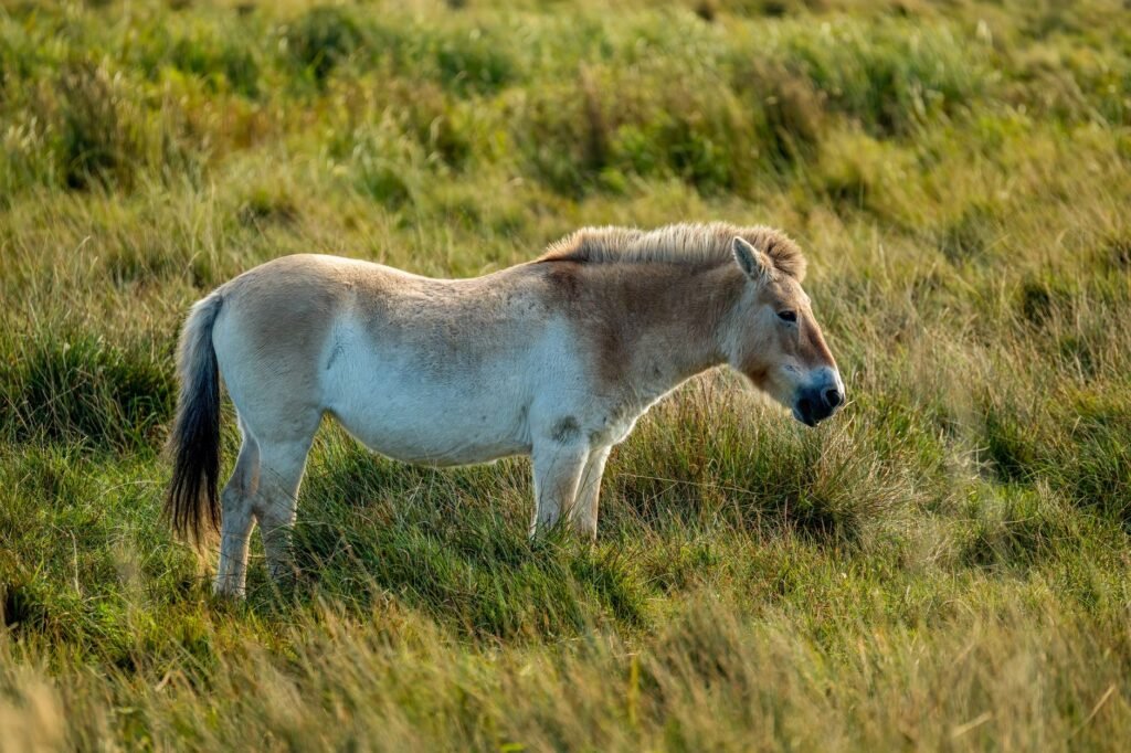 Caballo de Przewalski galopando libre en las estepas de Mongolia