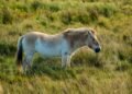 Caballo de Przewalski galopando libre en las estepas de Mongolia