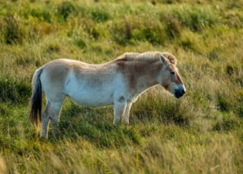 Caballo de Przewalski galopando libre en las estepas de Mongolia